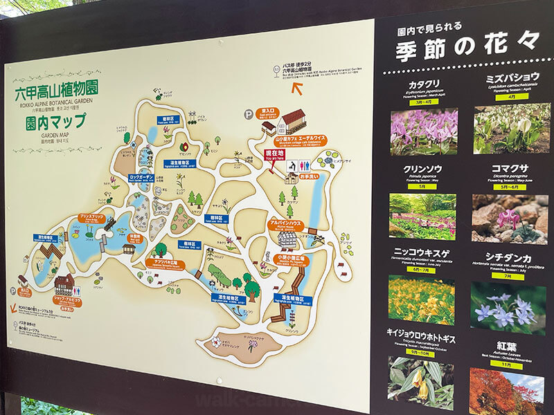 六甲高山植物園の見どころや楽しみ方について