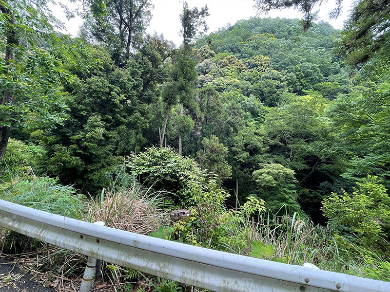神峯山寺の参道 山間の緑