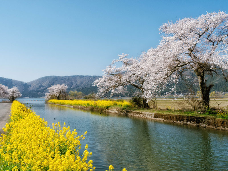 余呉湖 導水路 春 桜 菜の花