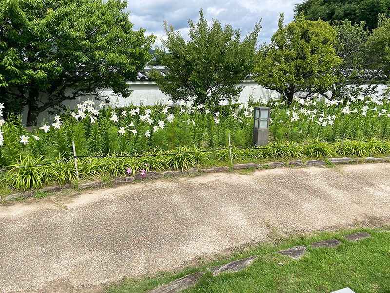 池田城跡公園 本丸跡 白いユリの花