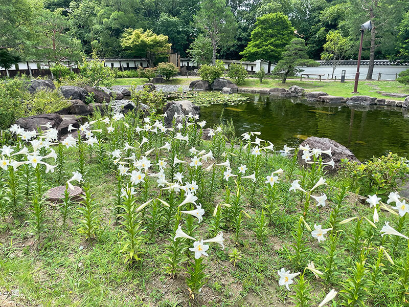 池田城跡公園 白いユリ 見どころ
