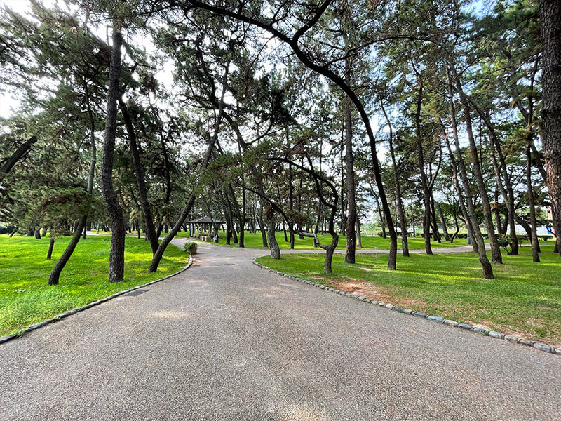 舞子公園 松林の見どころ